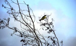 Manglar_Tajamar-5-850x510