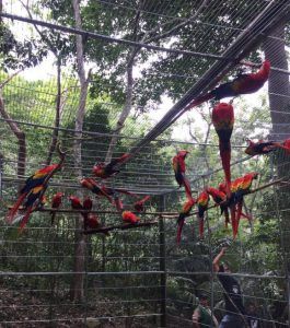LIBERAN GUACAMAYAS 2 (1)