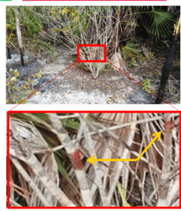 profepa-ppt-presencia-holbox