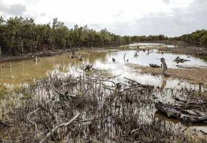 En Septiembre pasado, la reserva Yum Balam sufrió un incendio que devasto 87 hectáreas del aérea natural protegida.