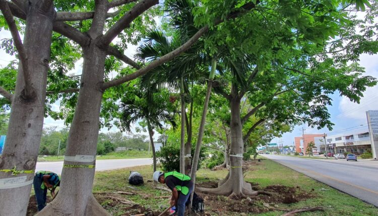 Reubicarán 22 mil árboles del camellón de la Autopista 307 por la obra del  Tren Maya - La Pancarta de Quintana Roo