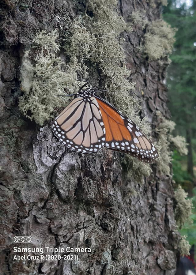 Mariposas monarcas Michoacán 2021