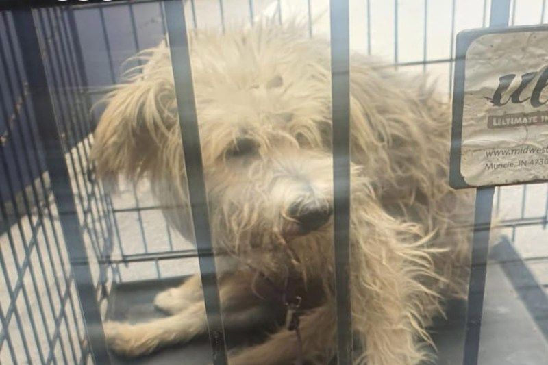 perro herido colonia Arenal CDMX