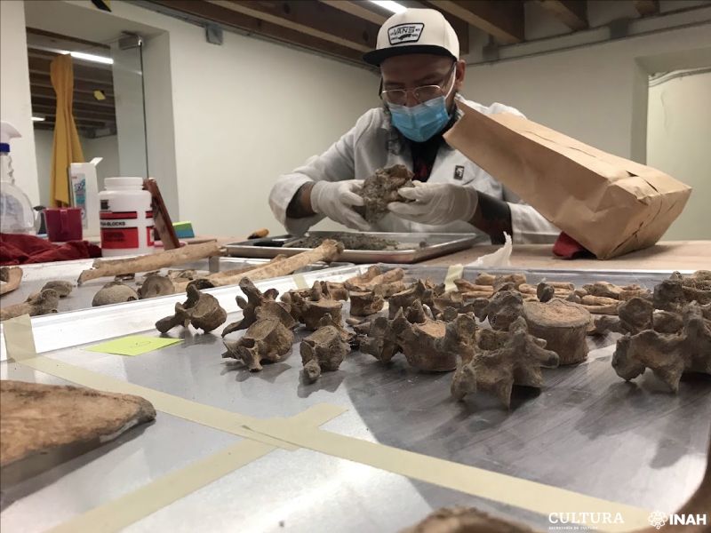 Localizan 17 entierros del siglo 19 frente a cementerio de Ciudad de México. Foto de EFE
