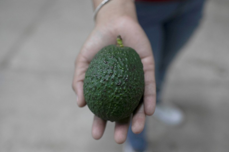 Aguacate mexicano, contra las cuerdas en EE.UU. por inseguridad en Michoacán
