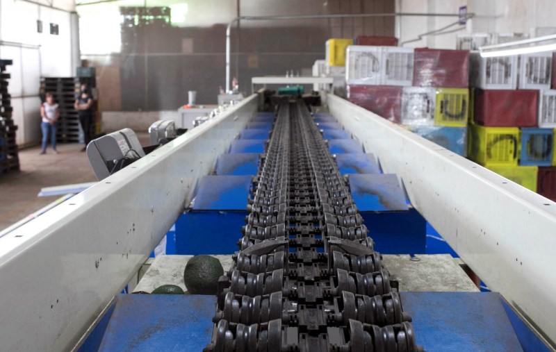 Aguacate mexicano, contra las cuerdas en EE.UU. por inseguridad en Michoacán