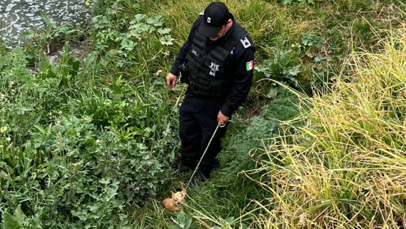 Policías rescatan a perro que cayó a canal de aguas negras en Atizapán. Foto de Policía Atizapán
