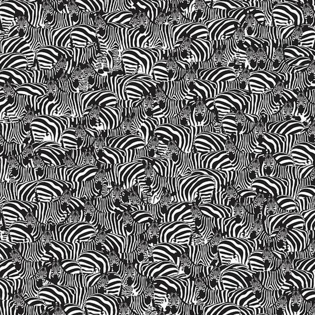 ¿Pueden encontrar las teclas de piano entre las cebras en este reto visual?