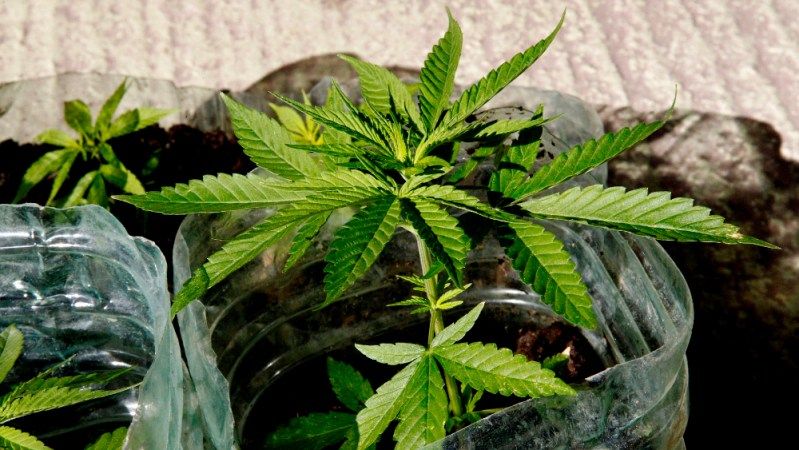 Resolución de la SCJN sobre mariguana generó confusión y falsa expectativa, asegura Monreal. Foto de EFE