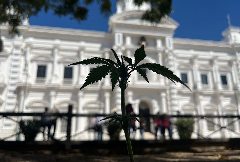 Activistas impulsan que indígenas siembren mariguana en el noroeste de México. Foto de EFE