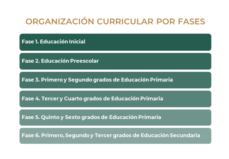 Fases de organización de acuerdo con la SEP. Captura de pantalla