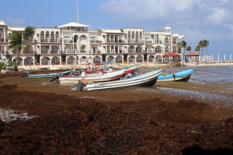 sargazo en quintana roo