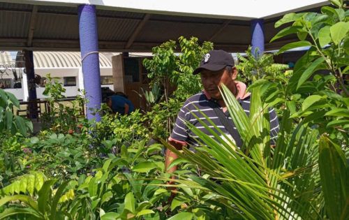 Floricultores de Lázaro Cárdenas perciben repunte comercial tras dos años