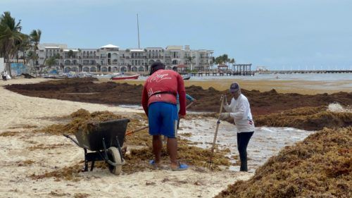 Retiran 300 toneladas de sargazo diarias en playas de Solidaridad en los últimos 15 días