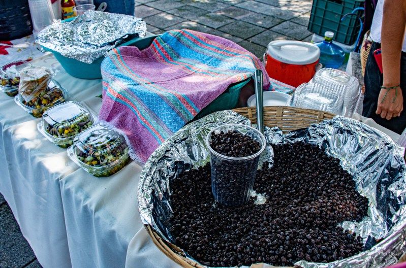 Feria dedicada a hormiga comestible se celebra en estado mexicano de Chiapas