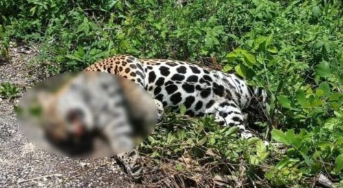 Hallan sin vida a jaguar en carretera de la Zona Maya