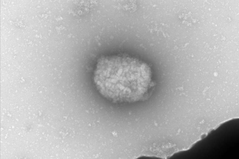 partículas viruela del mono