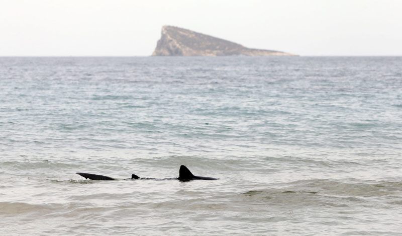 Tiburón muerde a hombre en playa de Florida. Foto de EFE