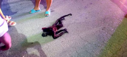 Arrollan a mono araña en calles de Playa del Carmen