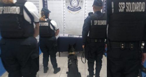 Descubre canino escondite de “grapas” en la zona turística de Playa del Carmen