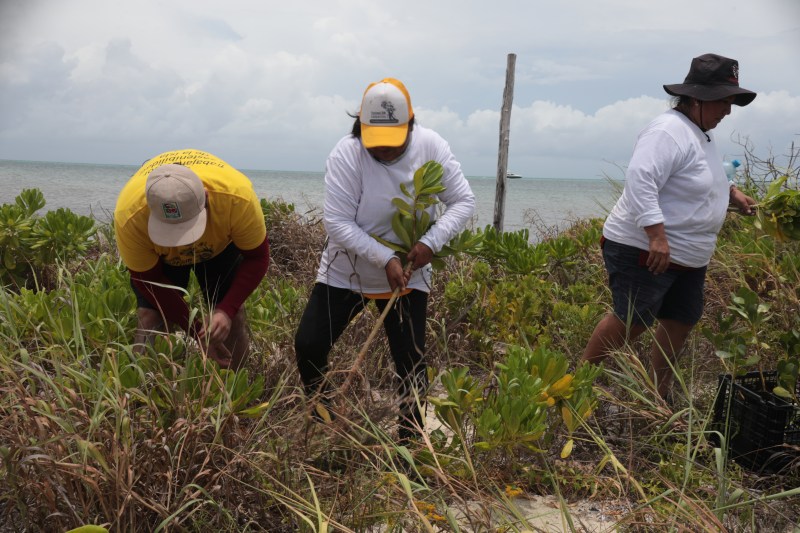 BBVA y Ectagono unen fuerzas para restaurar ecosistemas en México: Cozumel