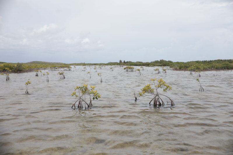 BBVA y Ectagono unen fuerzas para restaurar ecosistemas en México: Cozumel