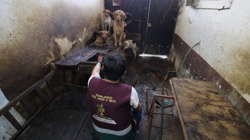 Rescatan a más de 70 perros de inmueble en Nezahualcóyotl; denuncian que los engordaban para venderlos a taquerías