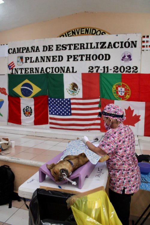 Exitosa jornada de esterilización de fauna doméstica en Puerto Morelos