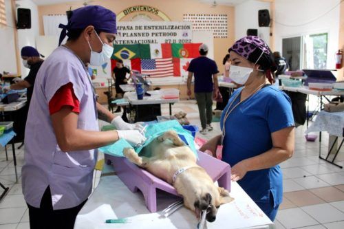 Exitosa jornada de esterilización de fauna doméstica en Puerto Morelos