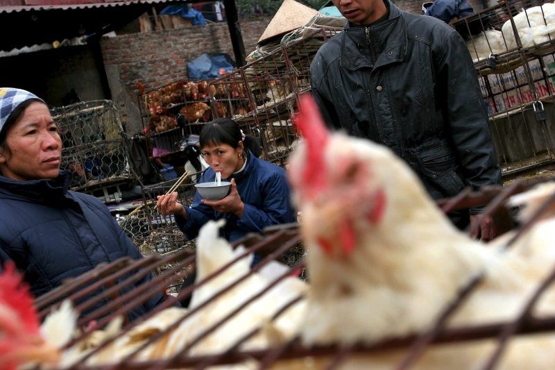 Ordenan sacrificar 40 mil pollos en Japón por gripe aviar. Foto de EFE
