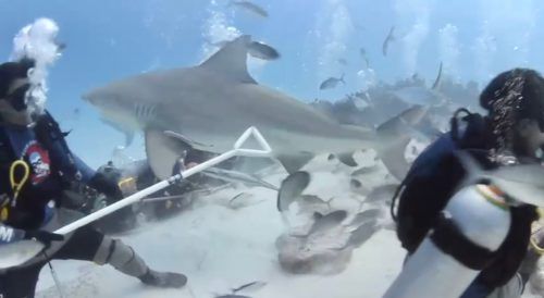Colocarán localizadores a tiburones toro para conocer su desplazamiento