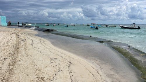 Denuncian ante la Profepa a hotel The Reef Cocobay y club de playa Mandarina por presunto daño ambiental 