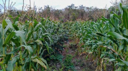 En riesgo 63 mil hectáreas de sembradíos en Quintana Roo por las bajas temperaturas
