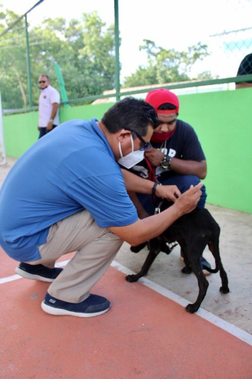 Impulsa el gobierno de Puerto Morelos la cultura del bienestar animal