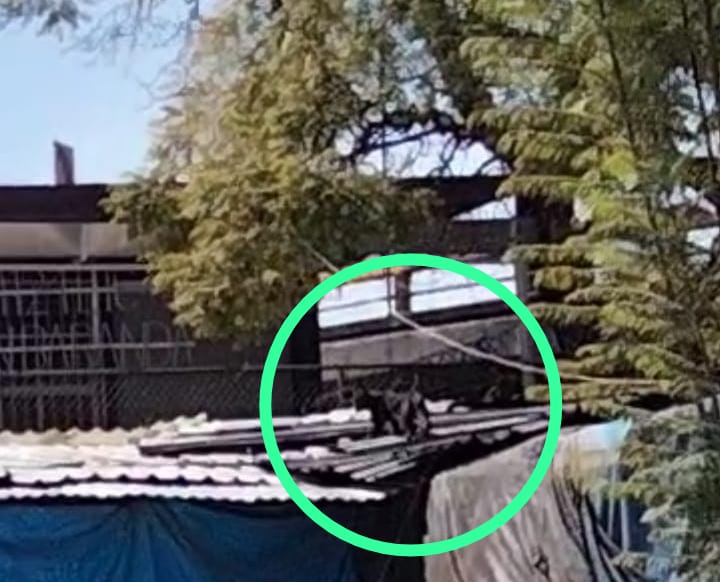 pantera Metro Tacuba CDMX