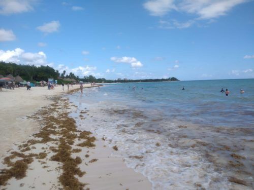 Se alistan para el arribo masivo del sargazo en el litoral de Playa del Carmen