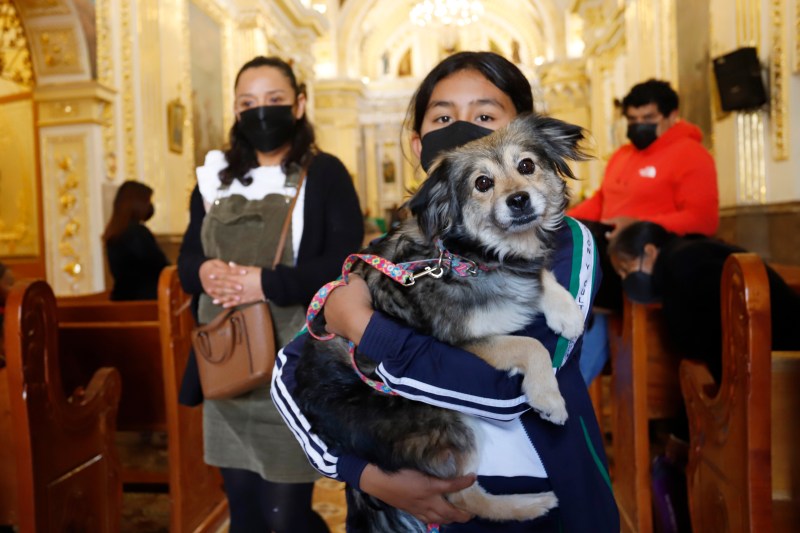 Mascotas desfilan en iglesia de Puebla dedicada a San Antonio Abad - mascotas-en-cholula3-1024x683