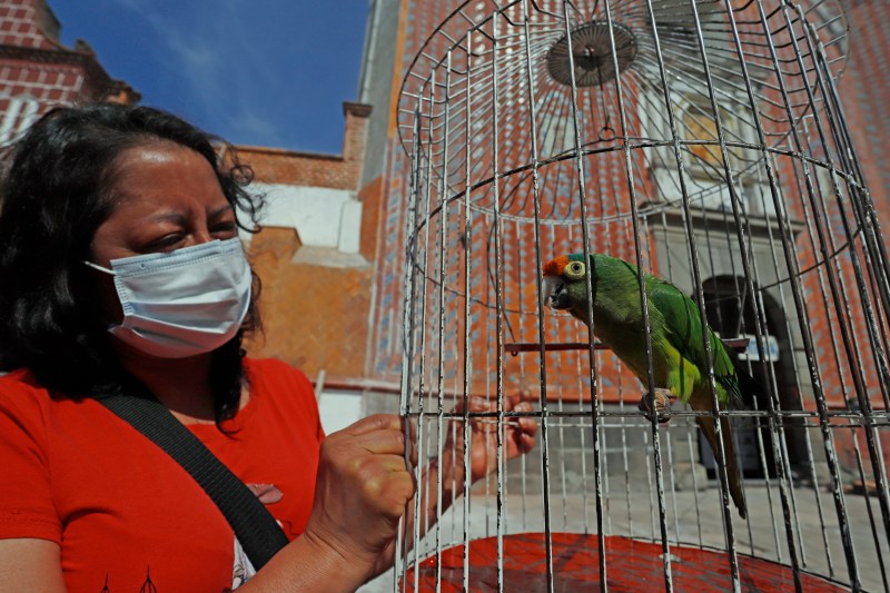 Mascotas desfilan en iglesia de Puebla dedicada a San Antonio Abad - mascotas-en-cholula1-1024x683