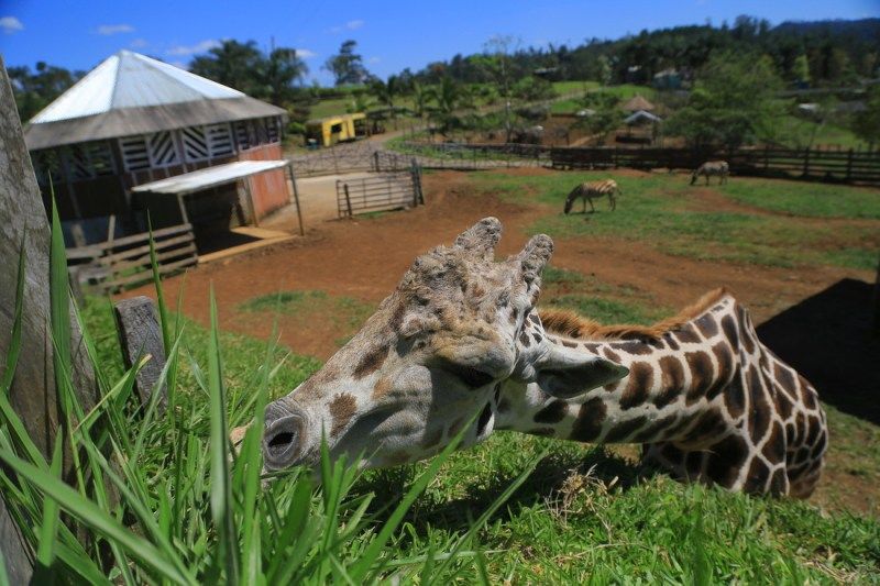 Muere 'Big Boy', jirafa de zoológico hondureño que dejó cartel 'Los Cachiros'. Foto de Campus Televisión