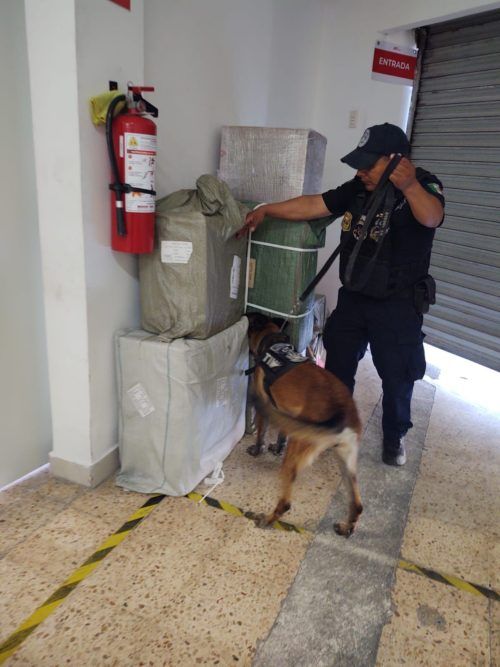 Busca droga con ayuda de perritos entre la paquetería que llega Chetumal