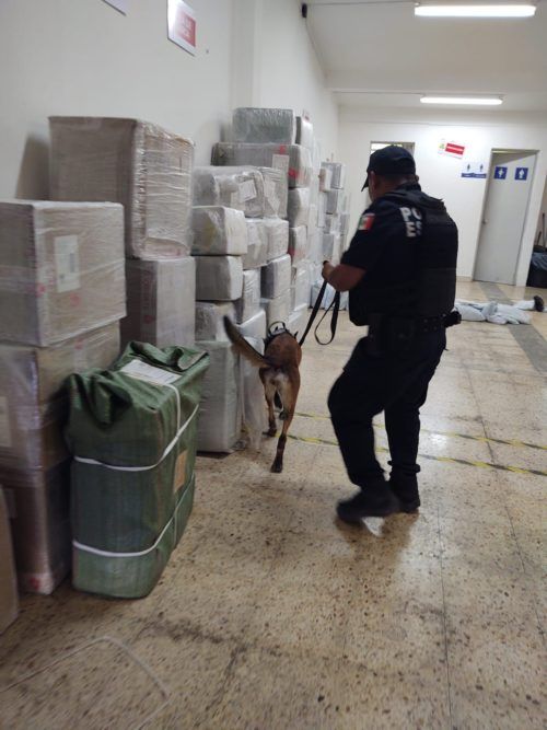 Busca droga con ayuda de perritos entre la paquetería que llega Chetumal