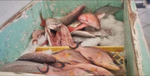 Prevén aumento de los productos del mar por la cuaresma
