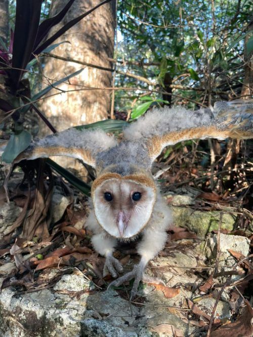 Rescatan y protegen a la fauna en riesgo en la isla de Cozumel