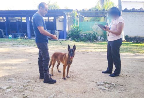 Supervisa Embajada de Estados Unidos condiciones de los binomios caninos