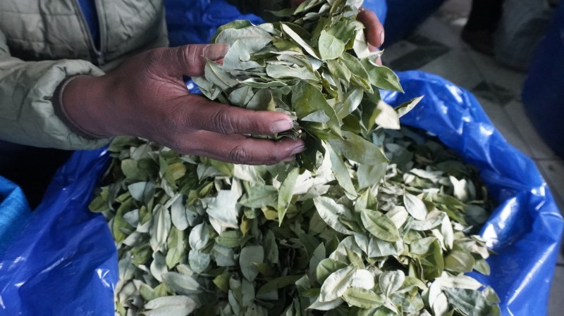 En Bolivia buscan la industrialización de la sagrada hoja de coca - la-hoja-de-coca-en-bolivia-un-simbolo-cultural-que-busca-su-despenalizacion-2-1024x574