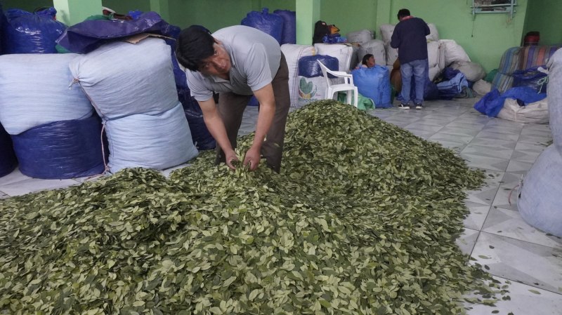En Bolivia buscan la industrialización de la sagrada hoja de coca - la-hoja-de-coca-en-bolivia-un-simbolo-cultural-que-busca-su-despenalizacion-1024x574