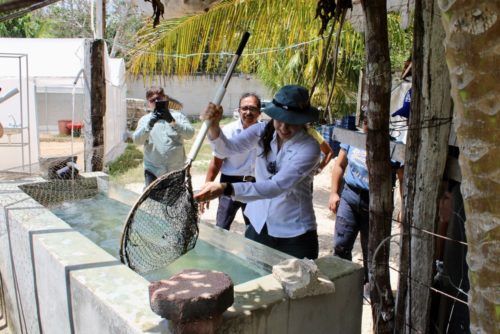 Estudiantes de la Unicaribe conocen en Leona Vicario procesos de producción de la miel y tilapia