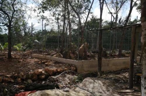 Leones asegurados en Chetumal serán sometidos a análisis