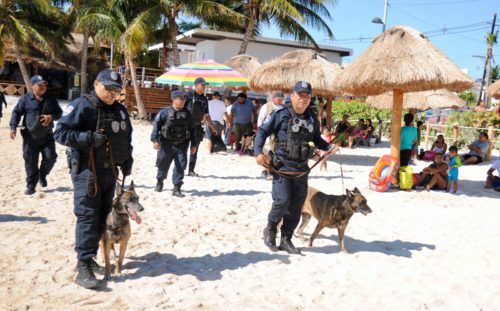 Refuerzan con agentes caninos vigilancia en playas del Caribe Mexicano