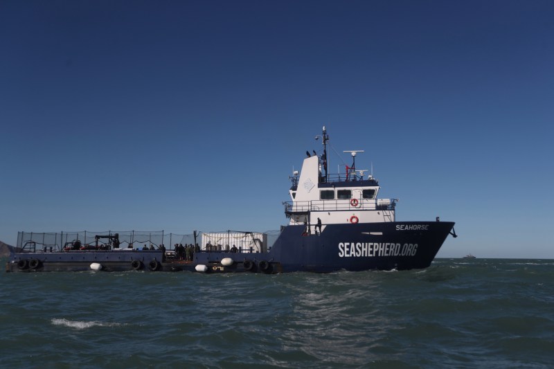 Aprueban plan de México para proteger a la vaquita marina - aprueban-plan-de-mexico-para-proteger-a-la-vaquita-marina-1024x683